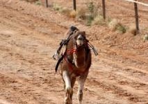 family travel blog Australia outback