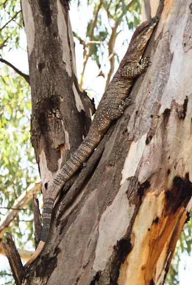 lizard 1 photo lizards family travel blog Australia kids camping campervan RV