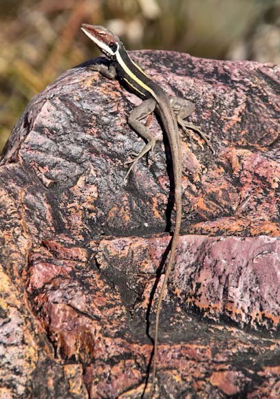 lizard 3 photo lizards family travel blog Australia kids camping campervan RV