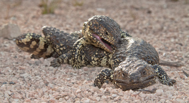 lizard photo lizards family travel blog Australia kids camping campervan RV