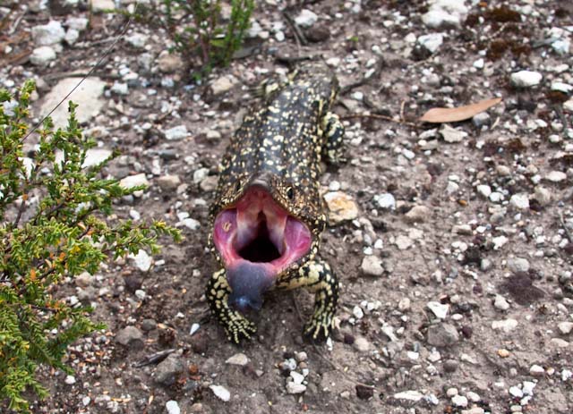 lizard photo lizards family travel blog Australia kids camping campervan RV