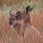 The Coorong
