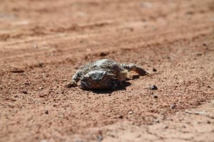 This little lizard was sunning itself on the road in the Flinders Ranges. He just wouldn't get off the road, so Jarrad had to pick him up and move him off the road so we could drive past without squishing him.