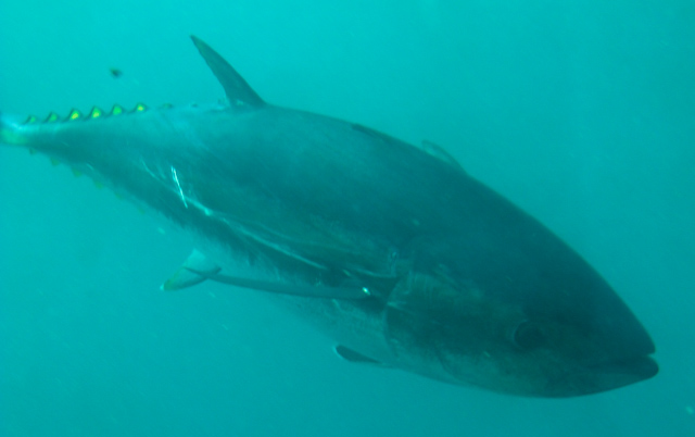 swimming tuna family travel blog Australia kids camping campervan RV