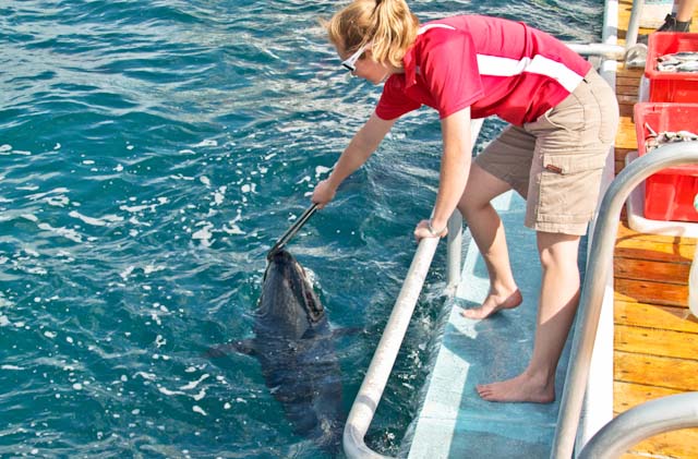 swimming tuna family travel blog Australia kids camping campervan RV