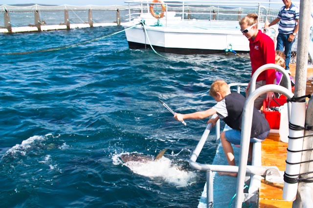 swimming tuna family travel blog Australia kids camping campervan RV