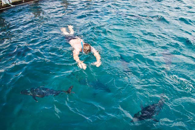 swimming tuna family travel blog Australia kids camping campervan RV