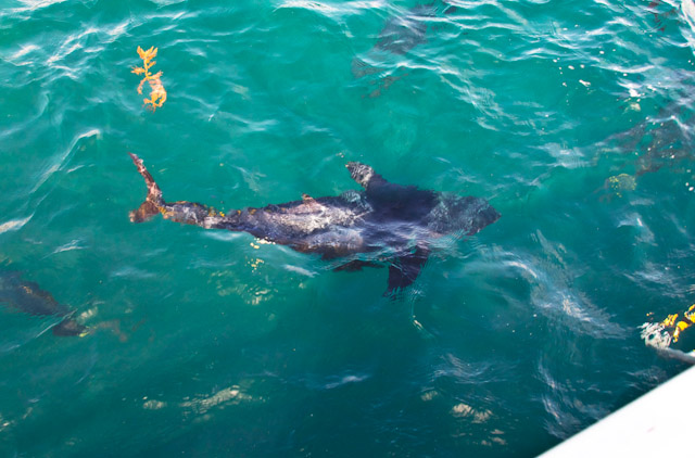 swimming tuna family travel blog Australia kids camping campervan RV