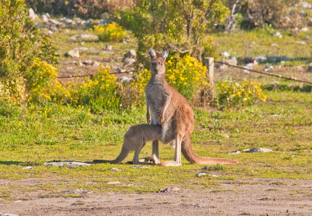 family travel blog Australia campervan camping RV