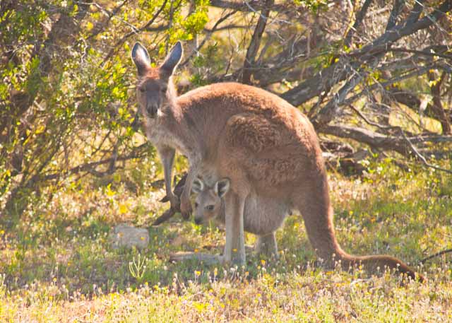 family travel blog Australia campervan camping RV