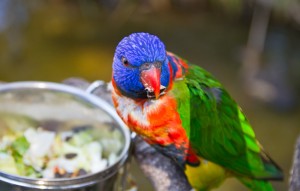 Lorikeet