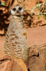 Meercat