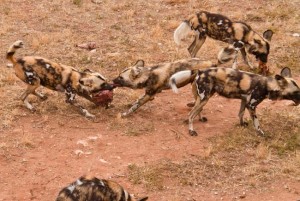 Painted dogs