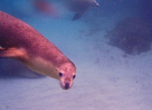 sea lion