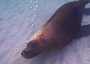 sea lion