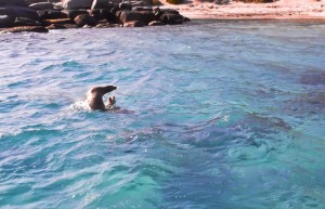 sea lion