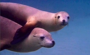 sea lion