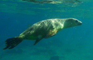 sea lion