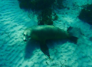 sea lion
