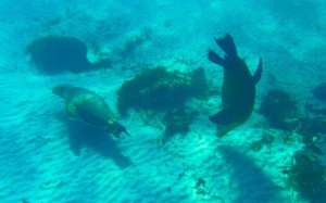 sea lion