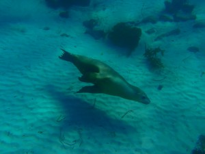 sea lion