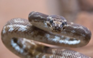 Snake