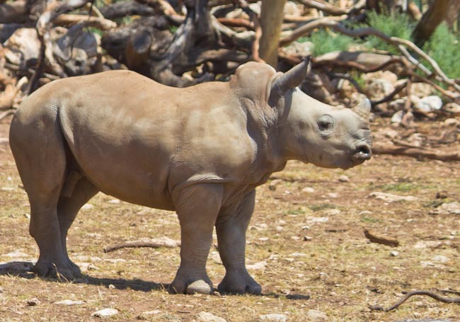 Travel blog Monarto zoo