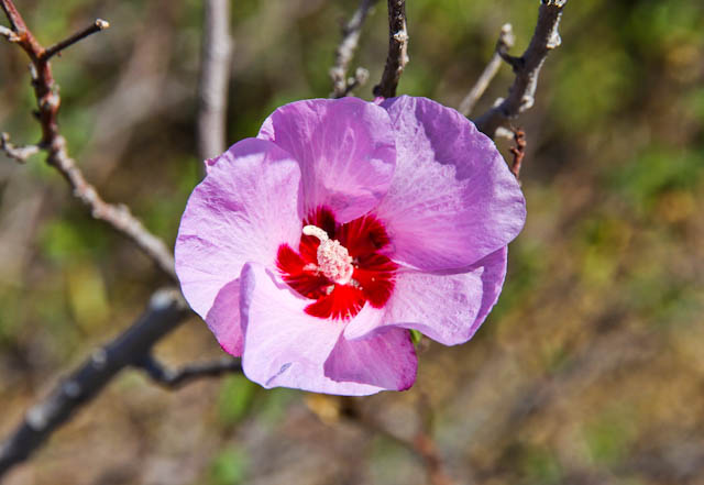 arid land 1 family travel blog desert australia