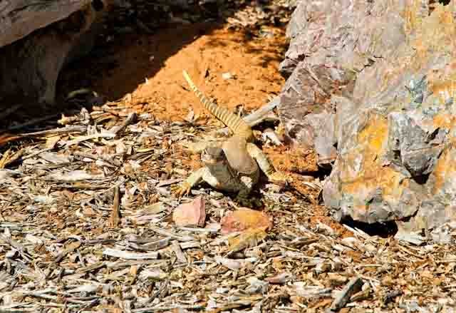 arid land 1 family travel blog desert australia