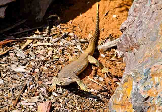 arid land 1 family travel blog desert australia