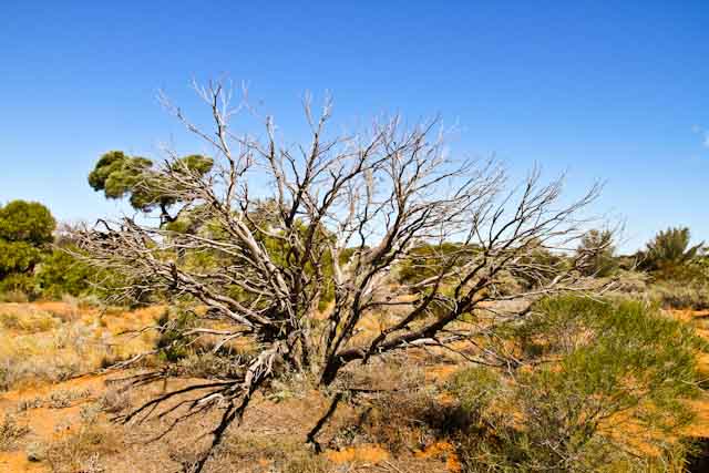 arid land 7
