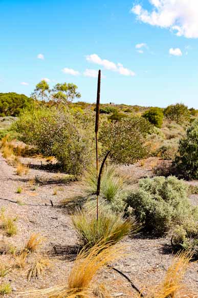 arid land 8