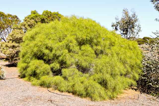 arid land 9