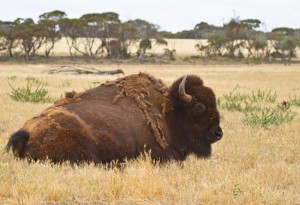 Bison