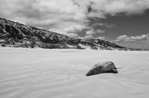 Sea lion