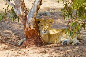 Lion cub resting