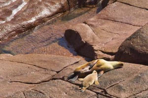 Sea lions