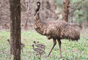 This was one of the first times we'd seen emu chicks in the wild.  We spent over an hour following these emus around, desperately trying to keep the very over-excited Edmund and Lucy quiet so that they wouldn't scare off the flighty birds.