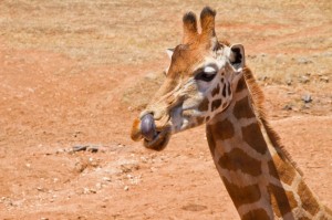 We spent a week visiting Monarto Zoo.  Lucy and Edmund who had litte memory of previous regular zoo trips when we'd lived in Melbourne thought it was just heavenly to see so many animals.