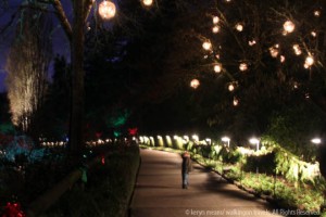 Dek looks up at the Christmas Lights at Butchart Gardens, Victoria, BC