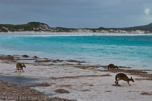 Kangaroos on the beach