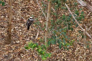 Kookaburra