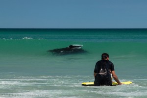 Swimming with the Manta rays