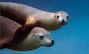 sea lions