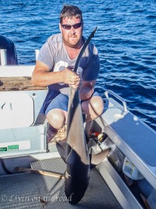 Shark